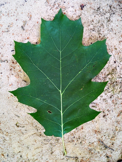 Quercus Rubra